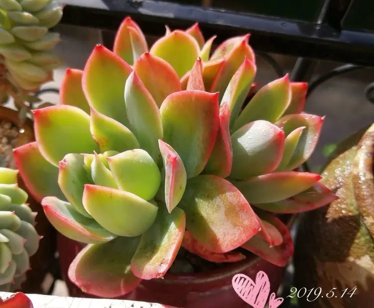 人生就像养多肉一样,人生如同养多肉时间不会怠慢