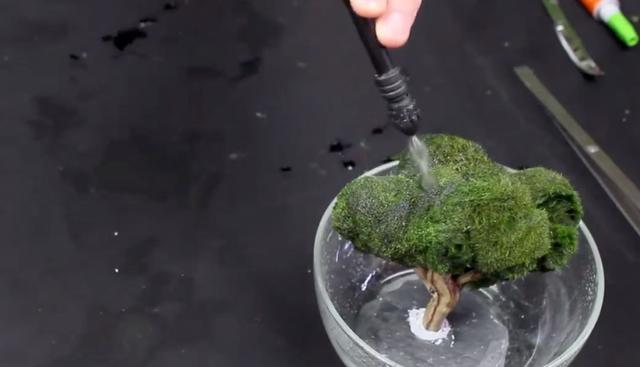 莫斯树到底好不好,莫斯树是什么