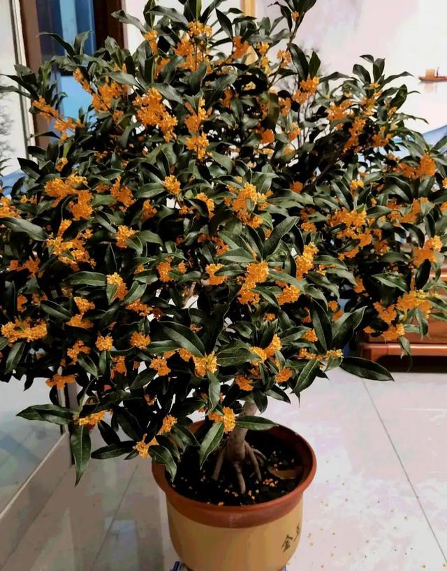 十大吉祥花,十大旺宅吉祥花