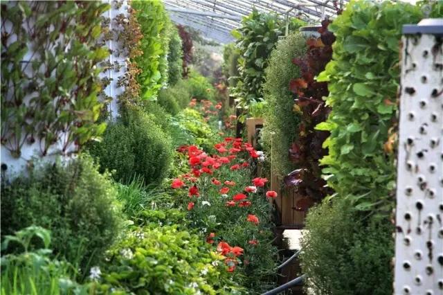 20亩的小农场产值翻了5倍,20亩小农场如何年入百万