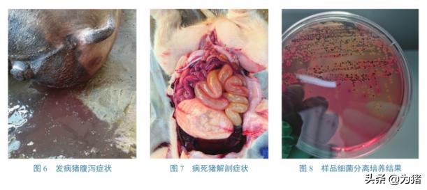 中国动物检疫：一起猪群腹泻的紧急流行病学调查