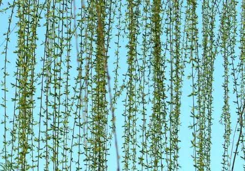 咏柳七言绝句大全,咏柳七言绝句100首