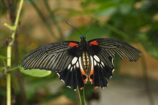 什么动物靠振动传递消息,什么动物靠震动传递消息