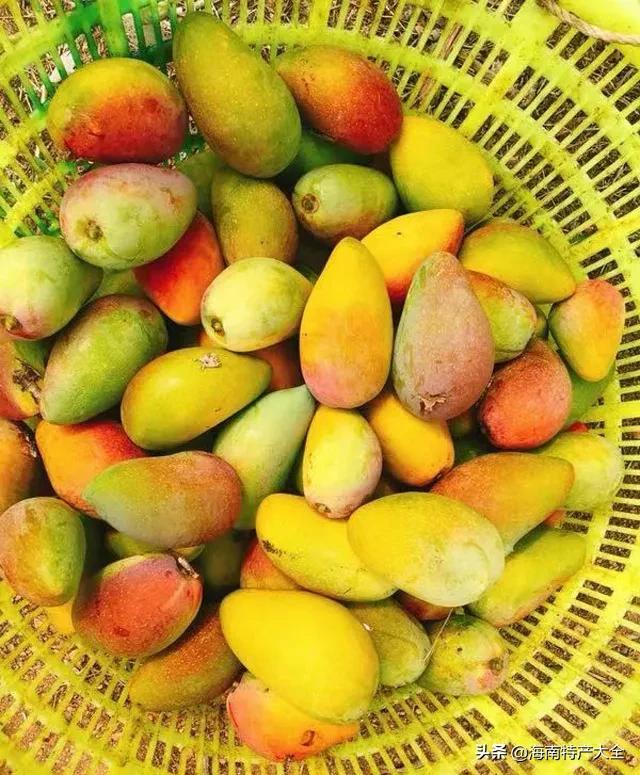 海南树上熟贵妃芒5斤,树上熟的贵妃芒真的假的