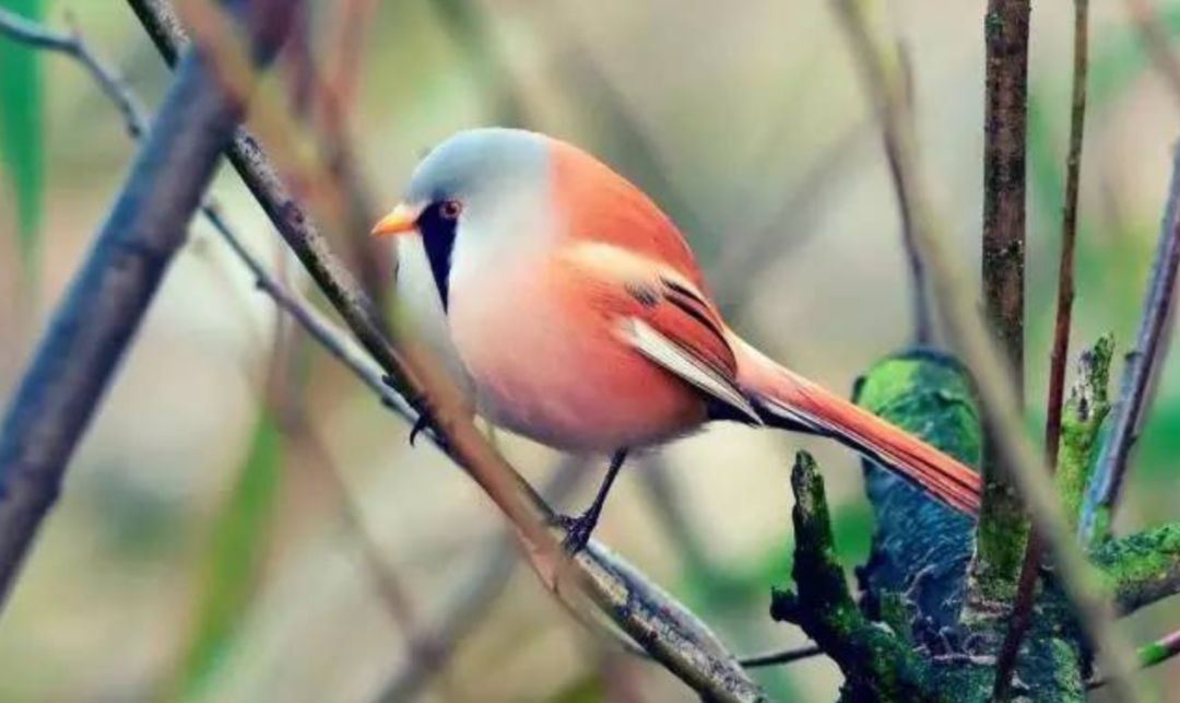 每个生命都值得被虐待,任何生命都不该被虐待