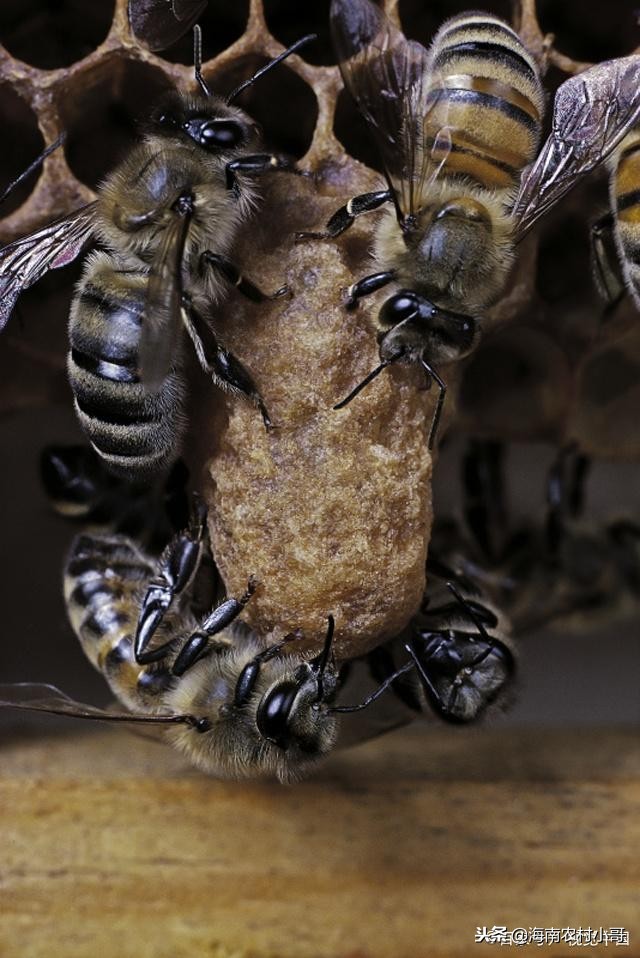 收回自然分蜂的蜜蜂怎么放入蜂箱,蜜蜂自然分蜂一般在上午还是下午