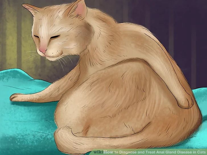 猫咪肛门腺需要治疗吗,猫咪肛门腺发炎症状