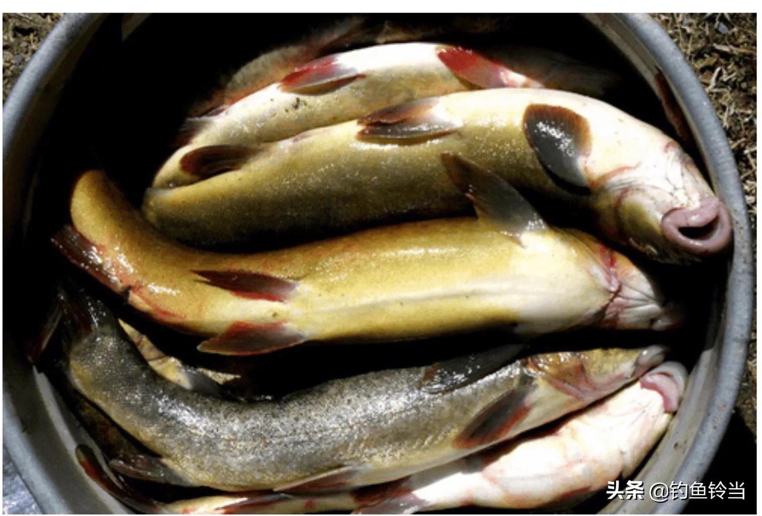 非法捕鱼是犯法吗,非法捕鱼是违法还是犯法