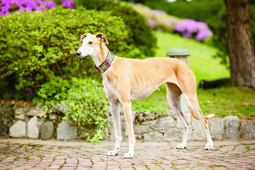 灵缇犬温斯顿,风之子灵缇犬