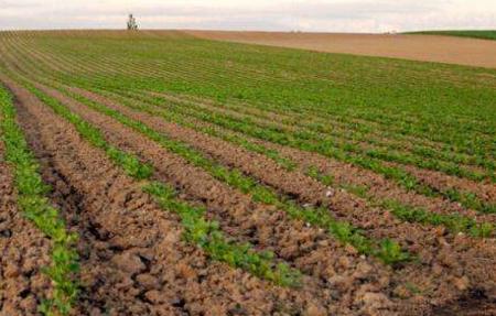 农村土地承包经营权证到哪里补办,土地承包经营权证在什么地方办理