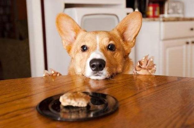 盘点狗界“最惨”的7种狗狗,45种常见狗狗你能认出几种