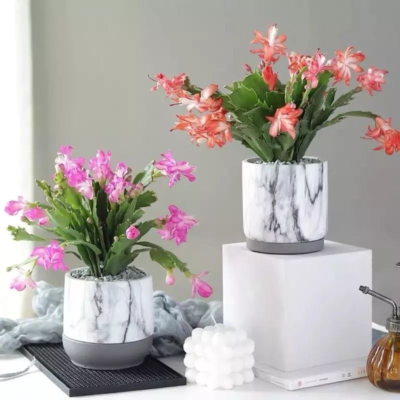 吉祥兰品种大全,六种吉祥兰花