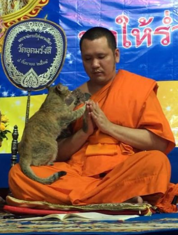 猫咪钻进男生怀里,猫咪钻进主人怀里撒娇