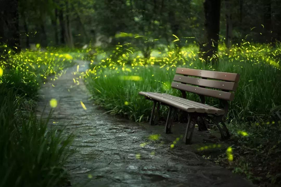 灵谷寺萤火虫7月,灵谷寺萤火虫目前还有吗