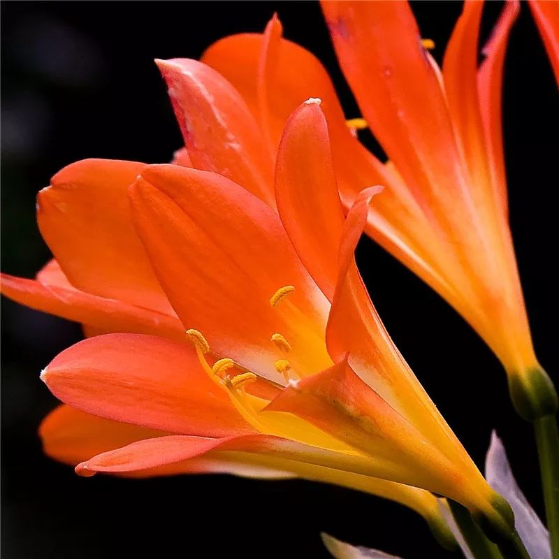 2019真实鲜花图片,2023鲜花爆款图文