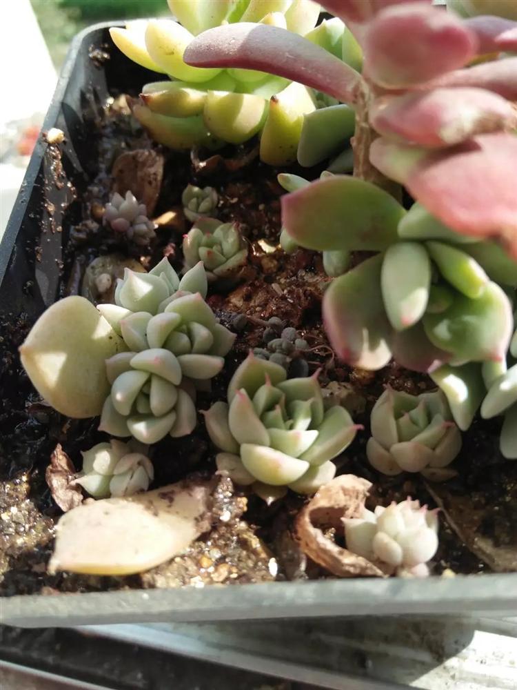 多肉黑霉病怎么消除最有效,多肉白腐病怎么防治