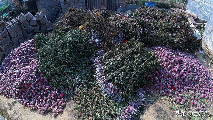 5毛一支花,花农宁愿销毁!云南县长区长为民直播,160万网友驰援