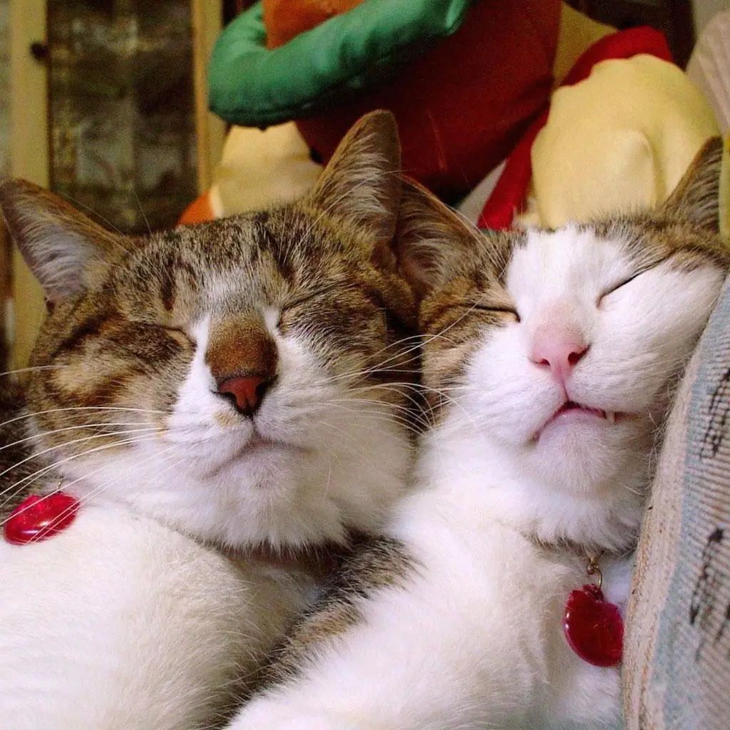 脸颊内侧有斑纹,脸颊斑纹