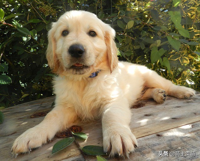 养金毛幼犬吃什么狗粮比较好,养金毛幼犬吃什么狗粮最好