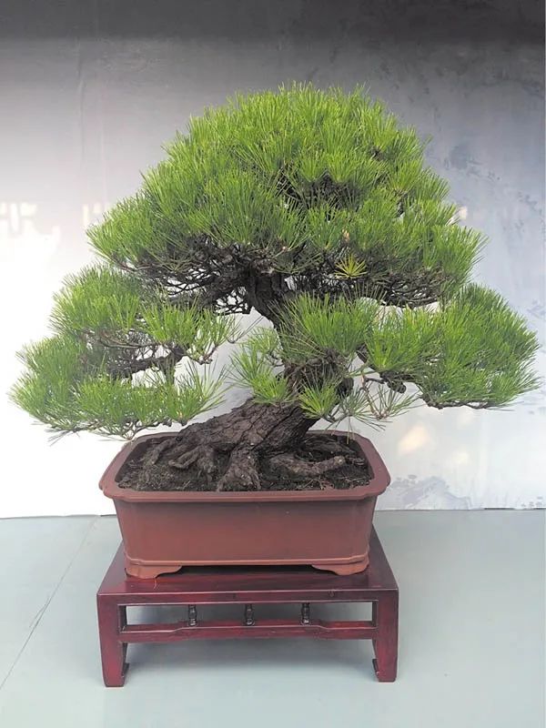 盆景素材十大排名 (什么盆景素材最好)