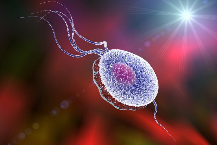 女性瘙痒炎症有几种,女性尿道炎症引起的瘙痒