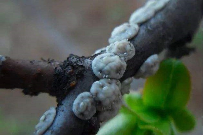 春季大樱桃上的介壳虫啥时间打药,大樱桃介壳虫啥时防治效果好
