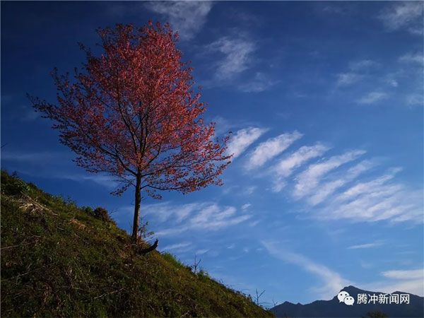 腾冲樱花谷樱花节,腾冲樱花谷最佳观赏季