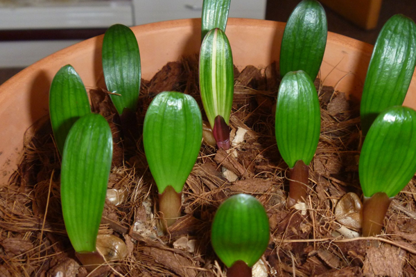 君子兰开花后变成三个头了咋养,君子兰怎样才能结子