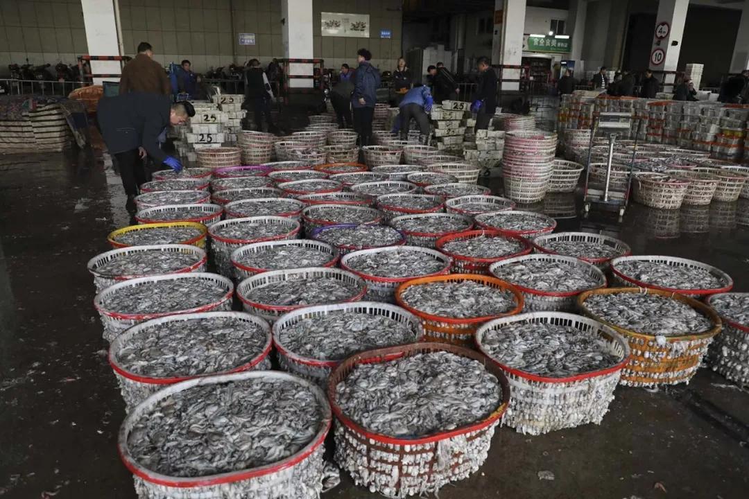 舟山白鲳,舟山的大白鲳