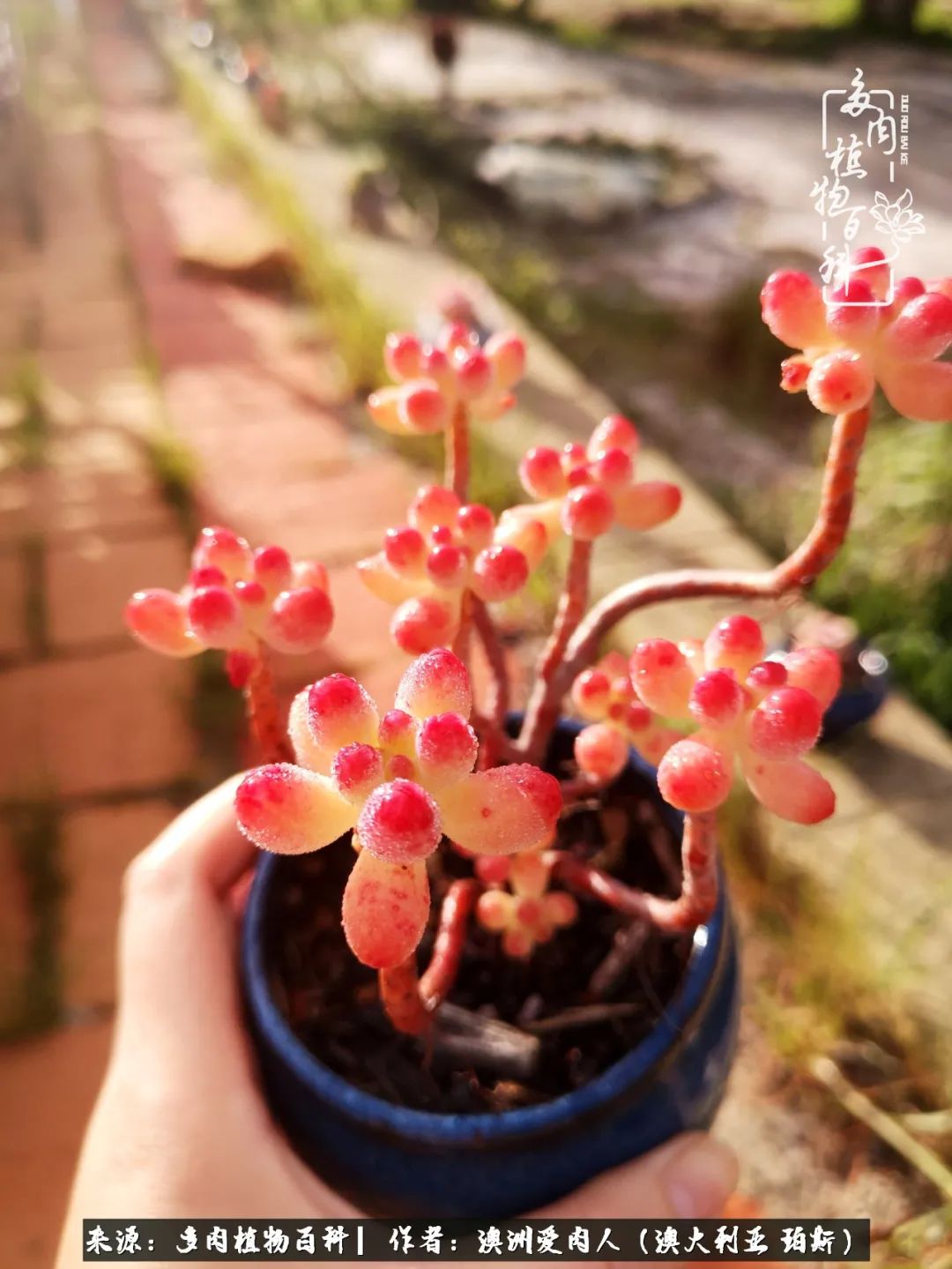 采蘑菇的小姑娘，“转行”来把多肉养