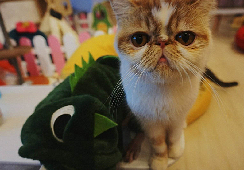 猫咪真怀孕或假怀孕,辟谣猫咪真的会记仇吗