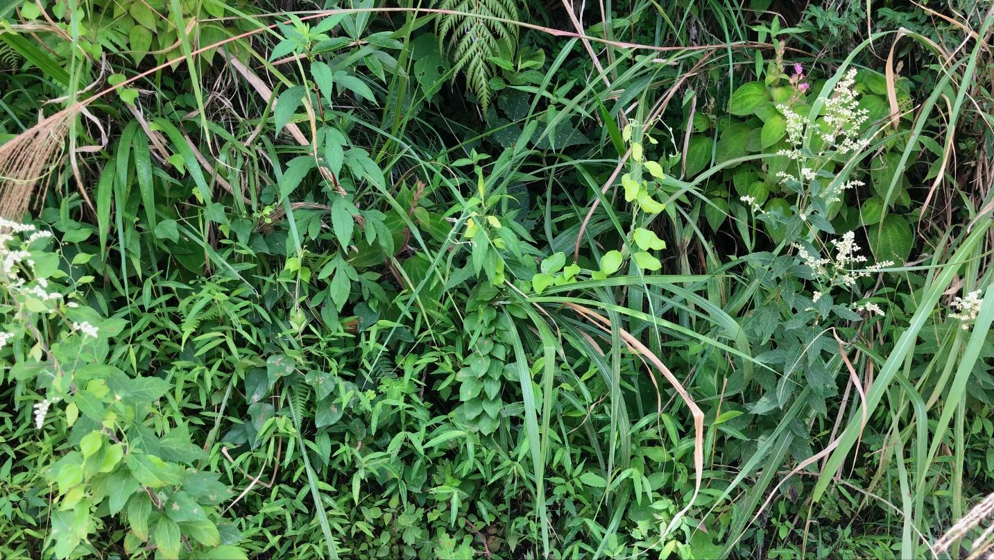 刘寄奴中草药图,中药材刘寄奴图片