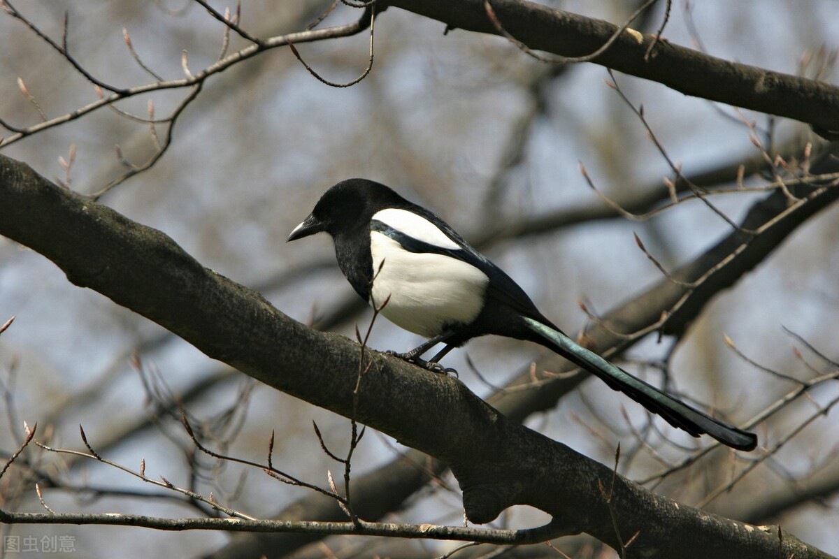 老鹰跟秃鹰哪个更厉害,老鹰打得过喜鹊吗