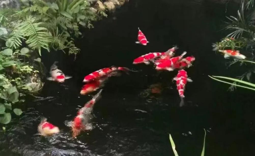 平！安！夜！关于硝化细菌最详细的贴子，需要你来点赞！