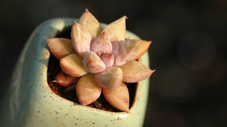 有暗纹的多肉有哪些,暗纹系多肉有哪些