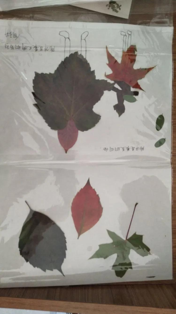 育才中学美丽校园,阜新市育才中学照片