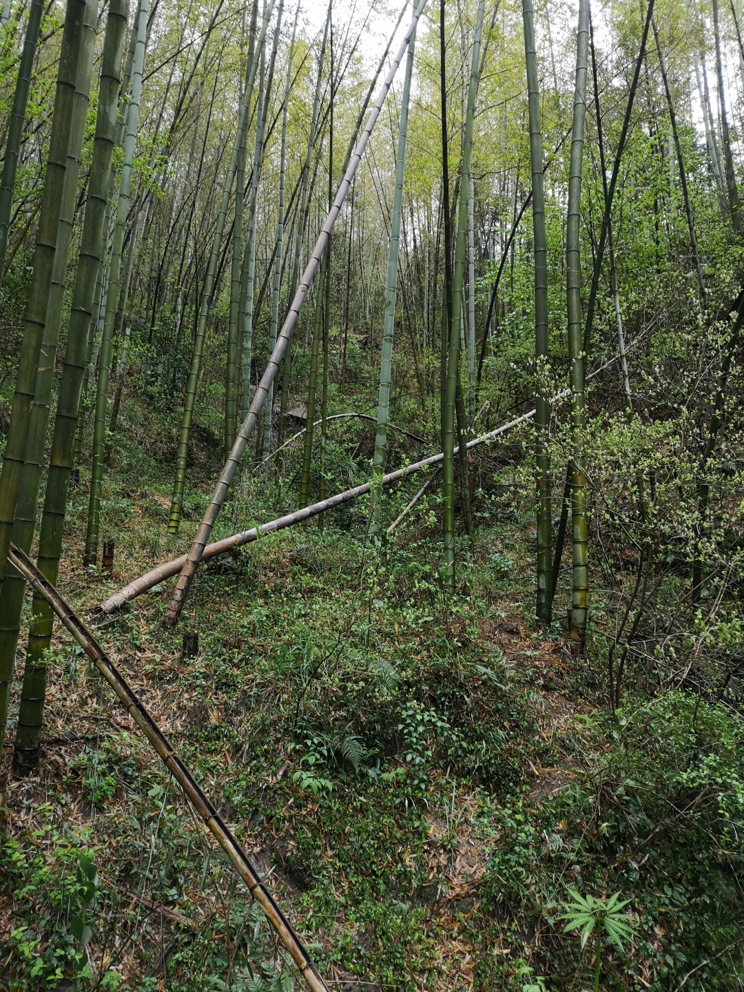 竹林深处探宝——只为了那一棵黄精