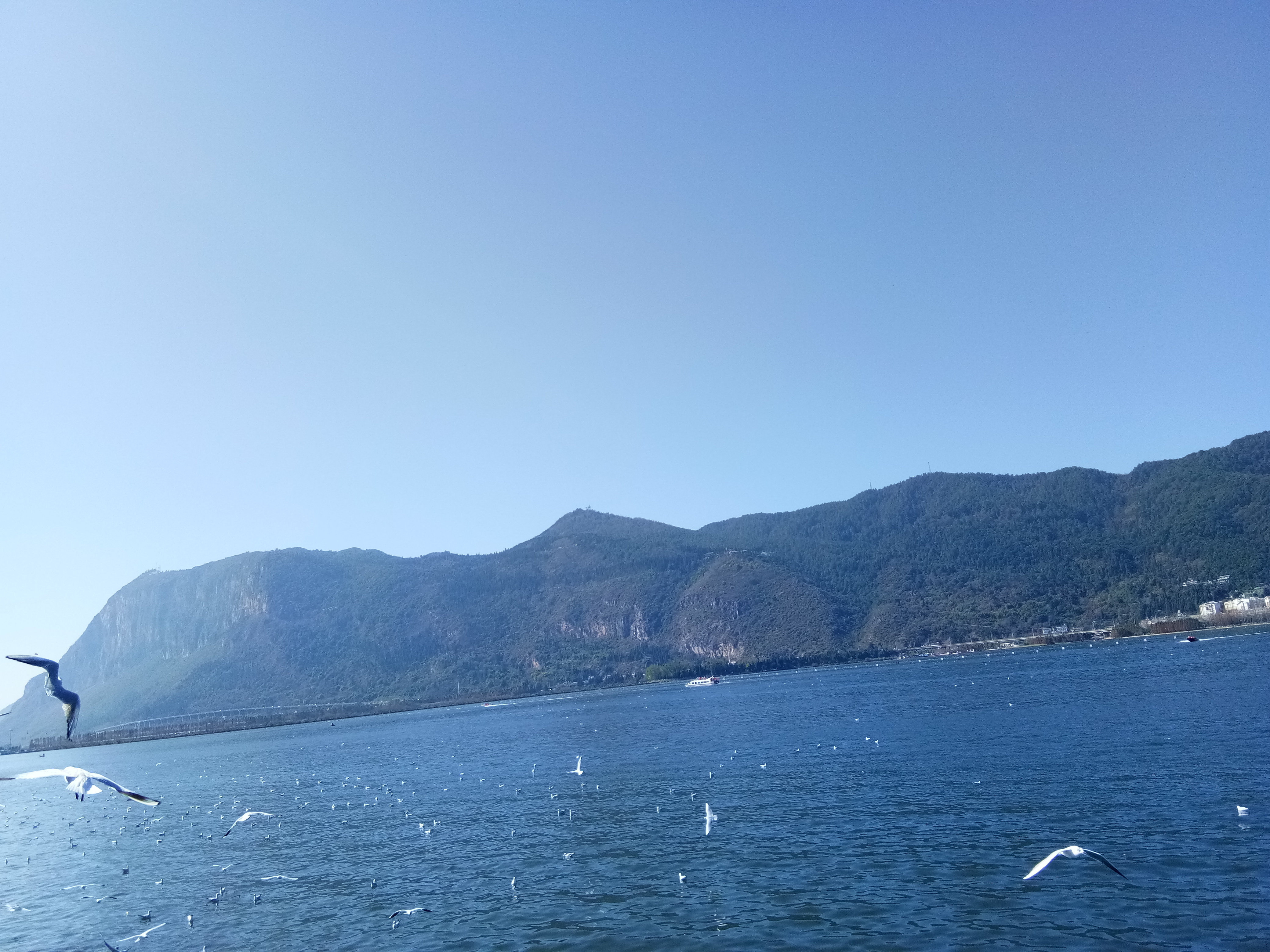 男人一招教你放下婚外情,男人一招制服狗