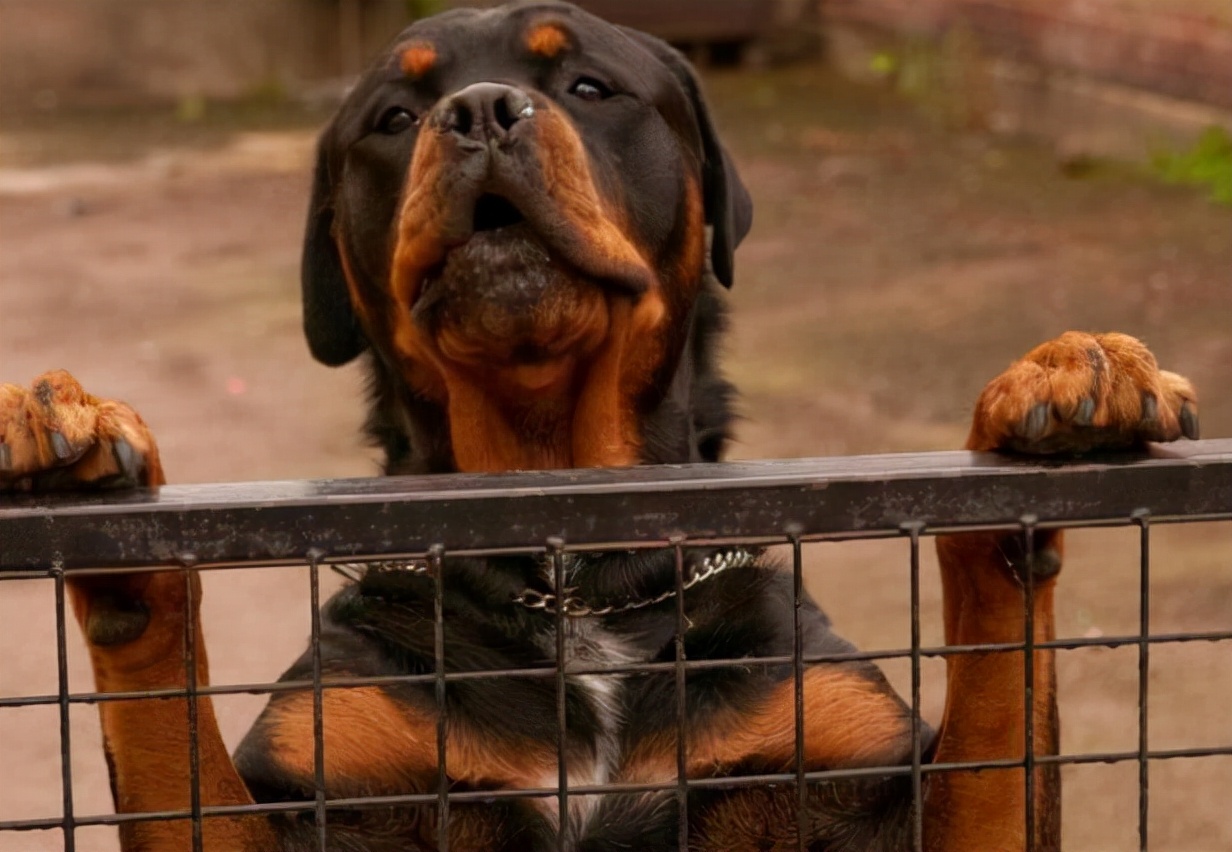 罗威纳挑食如何处理,罗威纳挑食怎么办