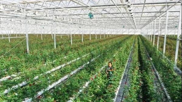 智能化玫瑰种植大棚,3000亩超大阳光玫瑰种植基地