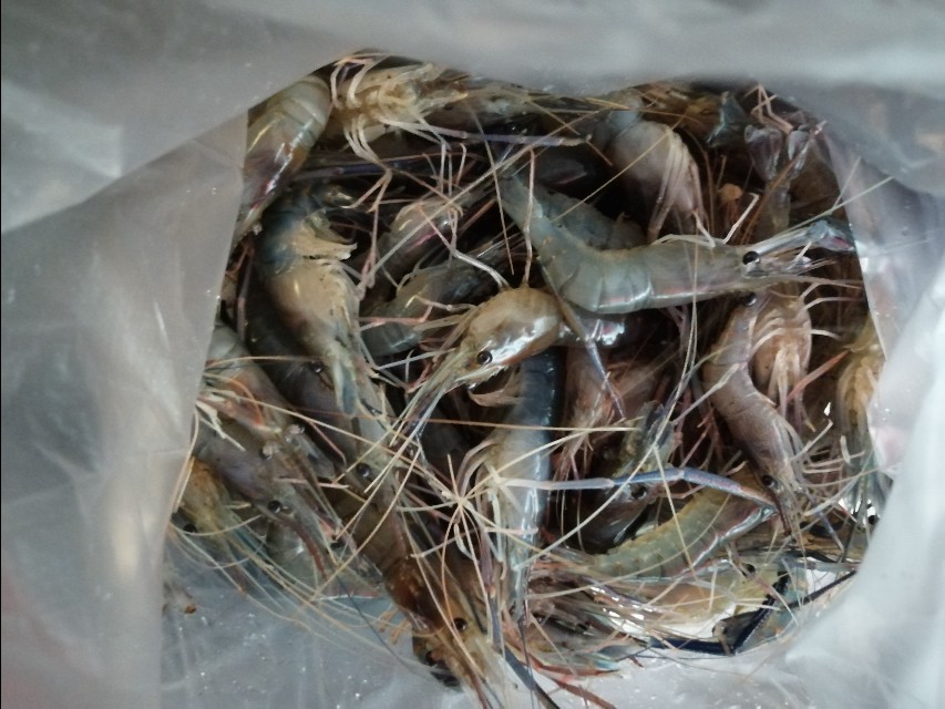 咸水罗非和淡水罗非是一种吗,咸水罗非比淡水罗非长得快吗