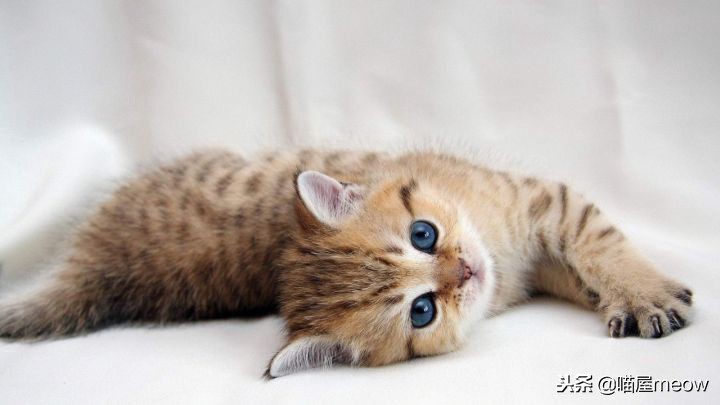 养猫必读的100种方法,养猫必知的10个知识