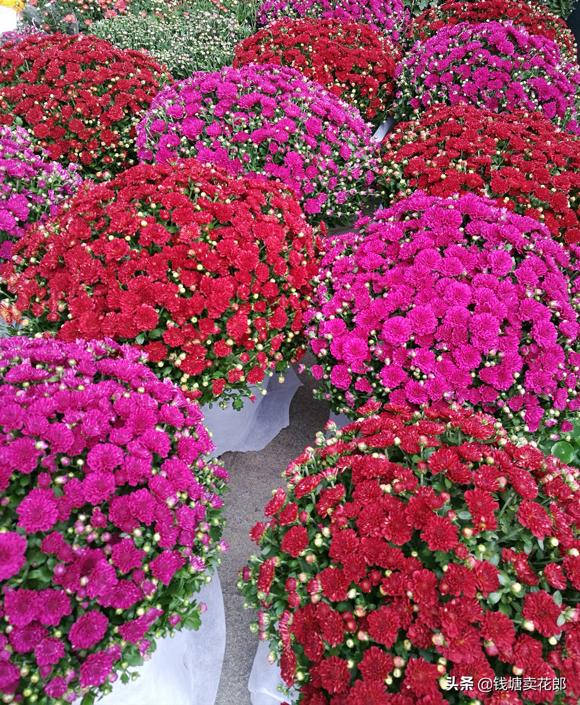 球菊千头菊好养四季开花耐热耐寒,耐寒四季菊花苗龙爪菊盆栽