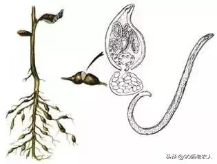 我家有“粪”不用再花钱买有机肥？对不起，你的灾难要来了