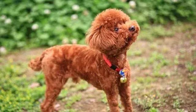 怎样判断泰迪是不是纯种,如何判断泰迪是不是纯种