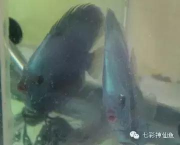 七彩神仙鱼肠炎专用药,七彩肠炎如何用药