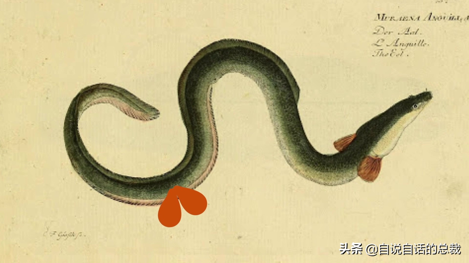 原来，你吃的鳗鱼，每一只都见过海底深渊的秘密｜自说自话的总裁