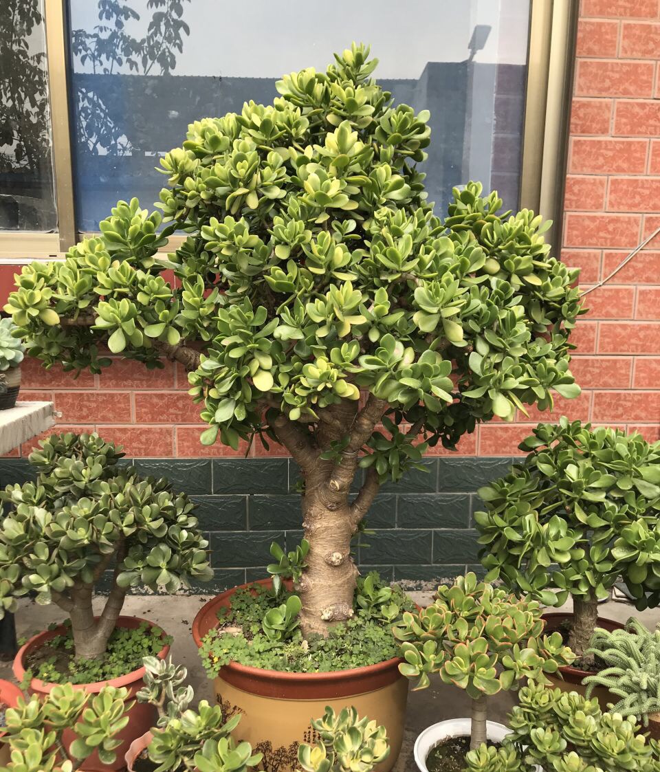 有哪些花不怕晒又耐寒,冬天最耐寒不怕冻的花