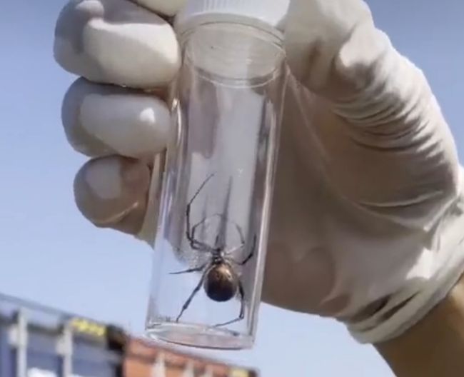 中国海关发现毒蜘蛛,安检发现毒蜘蛛