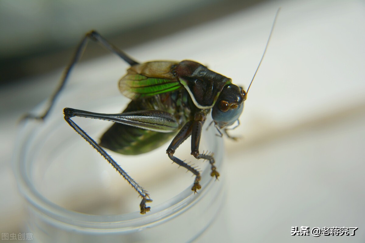 秋天到蝈蝈叫,秋天到蟋蟀叫